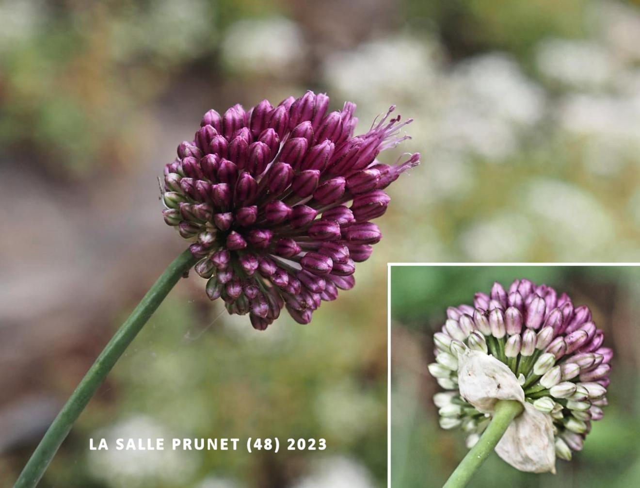 Leek, Round-headed